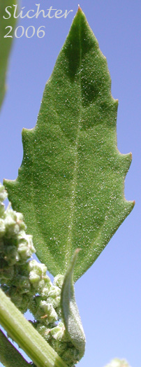Stem leaf of Lambsquarters, Lamb's Quarter, Pigweed: Chenopodium album (Synonyms: Chenopodium album var. album, Chenopodium album var. missouriense, Chenopodium album var. stevensii)
