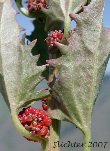 Leafy Goosefoot: Chenopodium foliosum (Synonym: Chenopodium virgatum)