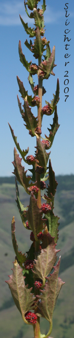 Leafy Goosefoot: Chenopodium foliosum (Synonym: Chenopodium virgatum)