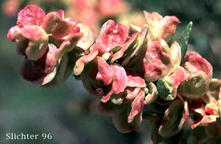 Hopsage, Spiny Hopsage: Grayia spinosa (Synonyms: Atriplex spinosa, Chenopodium spinosum)