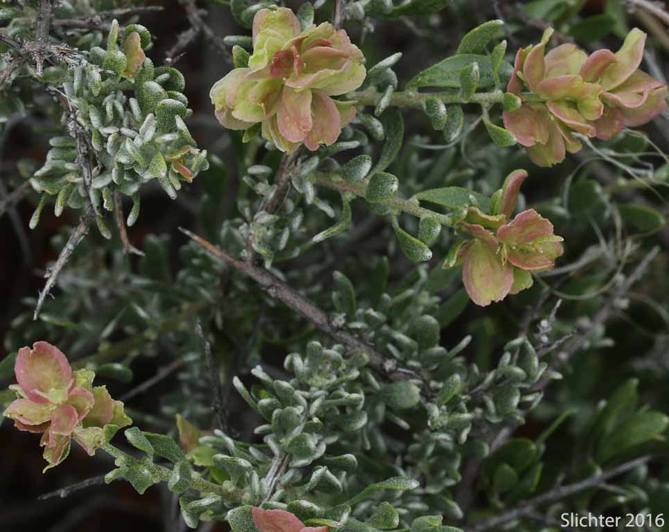Hopsage, Spiny Hopsage: Grayia spinosa (Synonyms: Atriplex spinosa, Chenopodium spinosum)