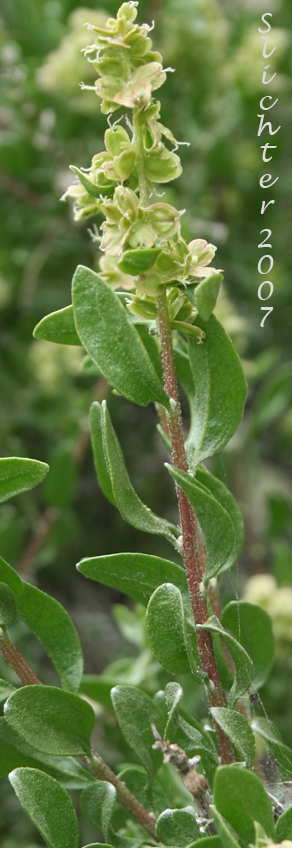 Hopsage, Spiny Hopsage: Grayia spinosa (Synonyms: Atriplex spinosa, Chenopodium spinosum)