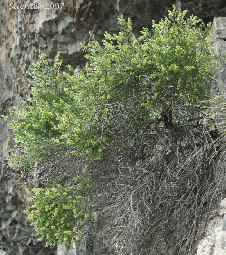 Hopsage, Spiny Hopsage: Grayia spinosa (Synonyms: Atriplex spinosa, Chenopodium spinosum)