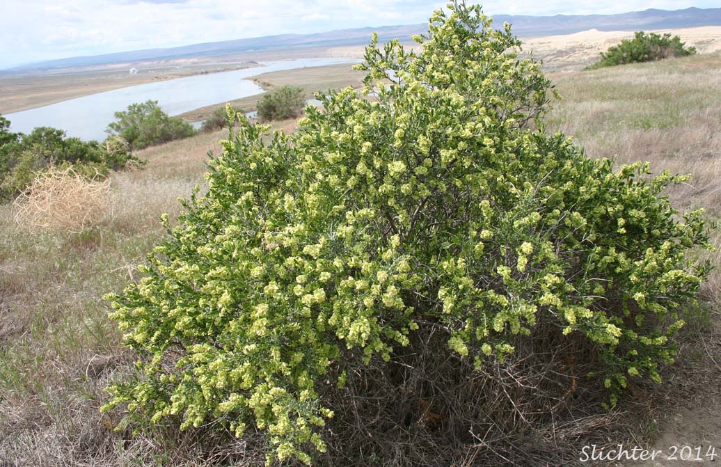 Hopsage, Spiny Hopsage: Grayia spinosa (Synonyms: Atriplex spinosa, Chenopodium spinosum)