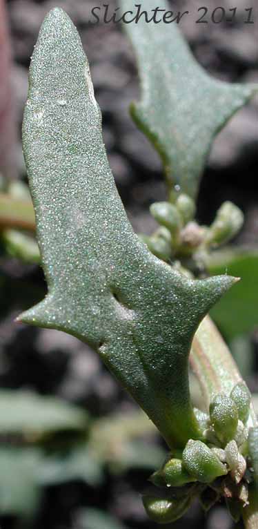 Stem leaf of Nuttall's Monolepsis, Nuttall's Povertyweed, Patata: Blitum nuttallianum (Synonyms: Monolepis chenopodioides, Monolepis nuttalliana)