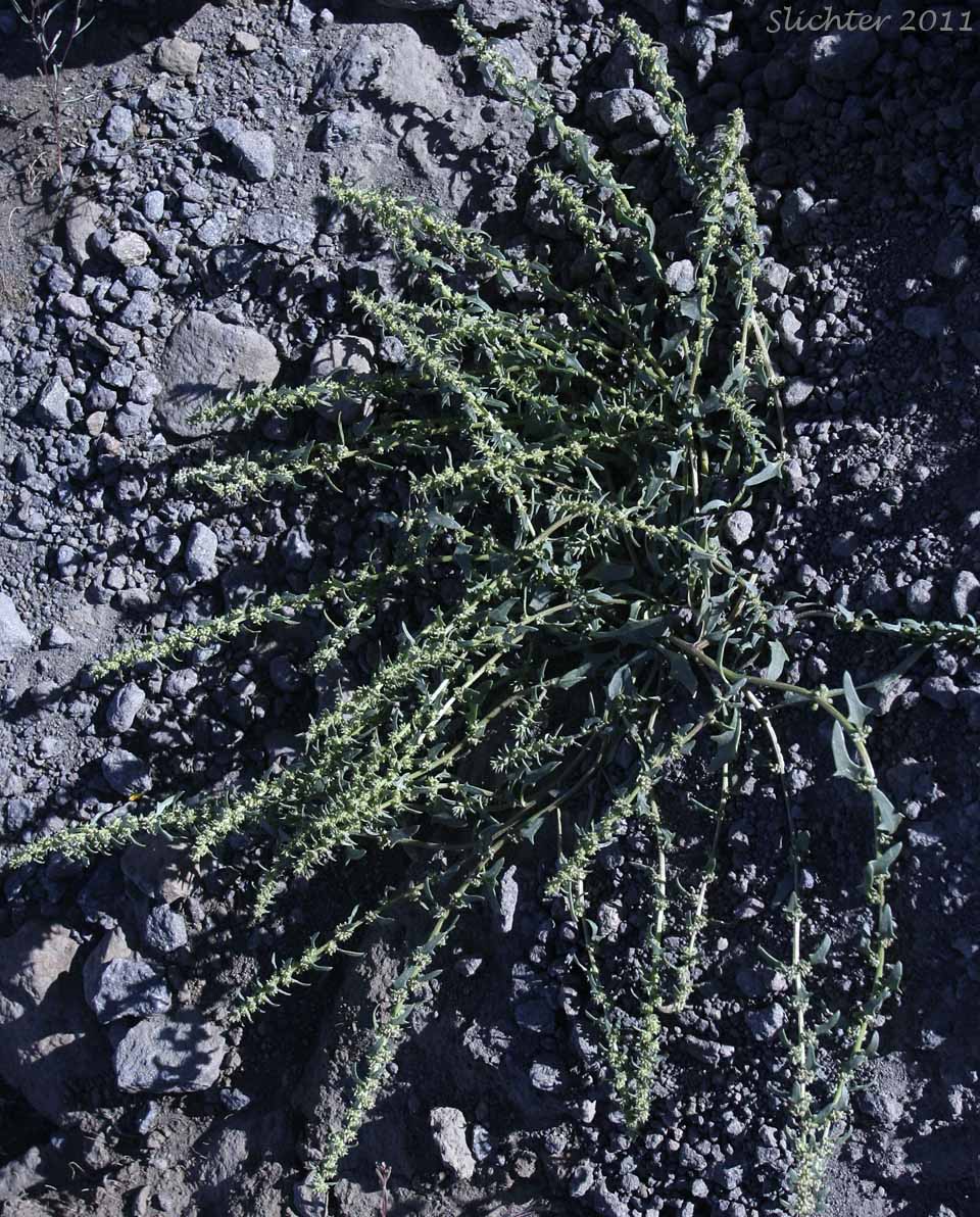 Nuttall's Monolepsis, Nuttall's Povertyweed, Patata: Blitum nuttallianum (Synonyms: Monolepis chenopodioides, Monolepis nuttalliana)