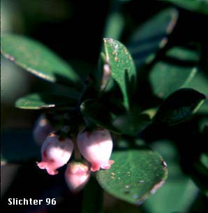 Kinnikinnick, Pinemat Manzanita, Snowmat Manzanita: Arctostaphylos nevadensis (Synonyms: Arctostaphylos nevadensis ssp. nevadensis, Arctostaphylos pungens ssp. nevadensis)