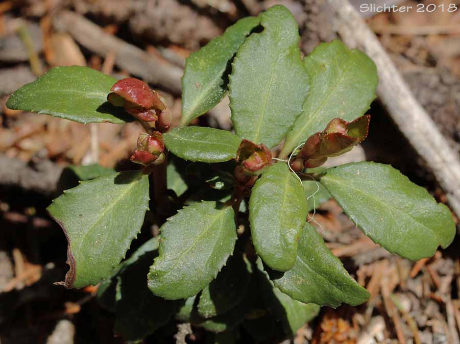 Little Pipsissewa, Little Prince's-pine, Little Prince's Pine: Chimaphila menziesii (Synonym: Pyrola menziesii)