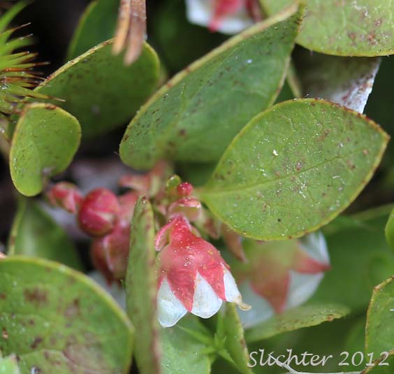 Flower of Western Wintergreen, Alpine Wintergreen, Matted Wintergreen, Alpine Spicy Wintergreen: Gaultheria humifusa (Synonyms: Gaultheria myrsinites, Vaccinium humifusum)