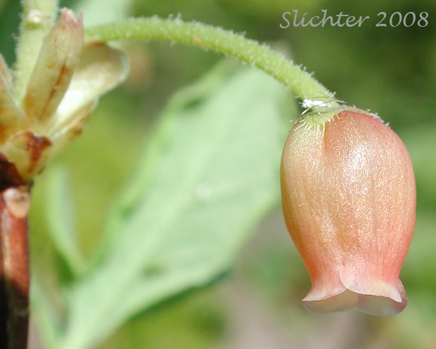 Flower of Fool's-huckleberry, False Azalea, Rusty Menziesia: Menziesia ferruginea (Synonyms: Menziesia ferruginea ssp. glabella, Menziesia ferruginea var. ferruginea, Menziesia ferruginea var. glabella, Menziesia glabella)