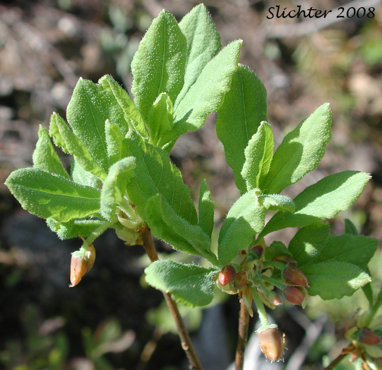 Fool's-huckleberry, False Azalea, Rusty Menziesia: Menziesia ferruginea (Synonyms: Menziesia ferruginea ssp. glabella, Menziesia ferruginea var. ferruginea, Menziesia ferruginea var. glabella, Menziesia glabella)