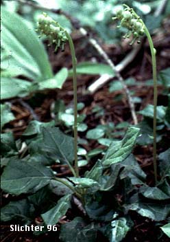 Sidebells Pyrola, Sidebells Wintergreen, One-sided Pyrola, Sidebells: Orthilia secunda (Synonyms: Pyrola secunda, Remischia secunda)