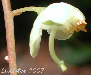 Flower of Greenish Wintergreen, Green-flowered Wintergreen: Pyrola chlorantha (Synonyms: Pyrola chlorantha var. convoluta, Pyrola chlorantha var. paucifolia, Pyrola chlorantha var. revoluta, Pyrola convoluta, Pyrola oxypetala, Pyrola virens, Pyrola virens var. convoluta, Pyrola virens var. saximontana)