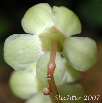 Petals and calyx of Greenish Wintergreen, Green-flowered Wintergreen: Pyrola chlorantha (Synonyms: Pyrola chlorantha var. convoluta, Pyrola chlorantha var. paucifolia, Pyrola chlorantha var. revoluta, Pyrola convoluta, Pyrola oxypetala, Pyrola virens, Pyrola virens var. convoluta, Pyrola virens var. saximontana)