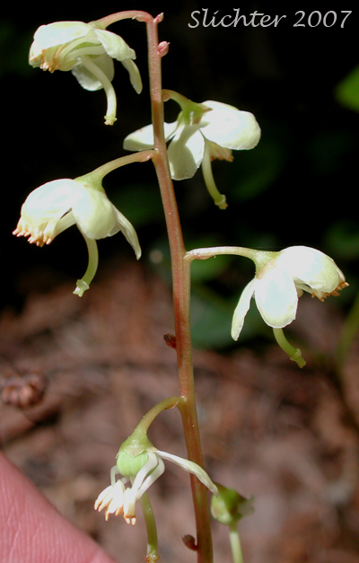 Inflorescence of Greenish Wintergreen, Green-flowered Wintergreen: Pyrola chlorantha (Synonyms: Pyrola chlorantha var. convoluta, Pyrola chlorantha var. paucifolia, Pyrola chlorantha var. revoluta, Pyrola convoluta, Pyrola oxypetala, Pyrola virens, Pyrola virens var. convoluta, Pyrola virens var. saximontana)