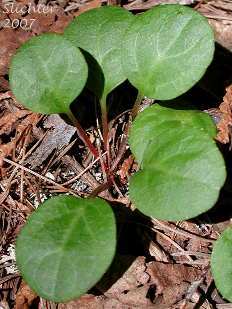 Basal leaves of Greenish Wintergreen, Green-flowered Wintergreen: Pyrola chlorantha (Synonyms: Pyrola chlorantha var. convoluta, Pyrola chlorantha var. paucifolia, Pyrola chlorantha var. revoluta, Pyrola convoluta, Pyrola oxypetala, Pyrola virens, Pyrola virens var. convoluta, Pyrola virens var. saximontana)