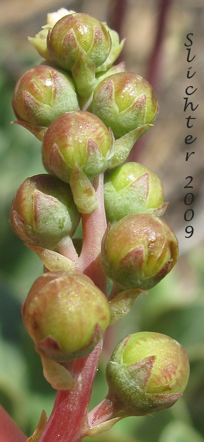 Flower buds of Greenish Wintergreen, Green-flowered Wintergreen: Pyrola chlorantha (Synonyms: Pyrola chlorantha var. convoluta, Pyrola chlorantha var. paucifolia, Pyrola chlorantha var. revoluta, Pyrola convoluta, Pyrola oxypetala, Pyrola virens, Pyrola virens var. convoluta, Pyrola virens var. saximontana)