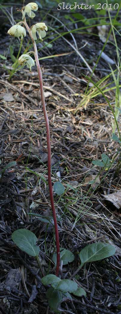Greenish Wintergreen, Greenflowered Wintergreen, Green-flowered Wintergreen: Pyrola chlorantha (Synoyms: Pyrola chlorantha var. convoluta, Pyrola chlorantha var. paucifolia, Pyrola chlorantha var. revoluta, Pyrola convoluta, Pyrola oxypetala, Pyrola virens, Pyrola virens var. convoluta, Pyrola virens var. saximontana)