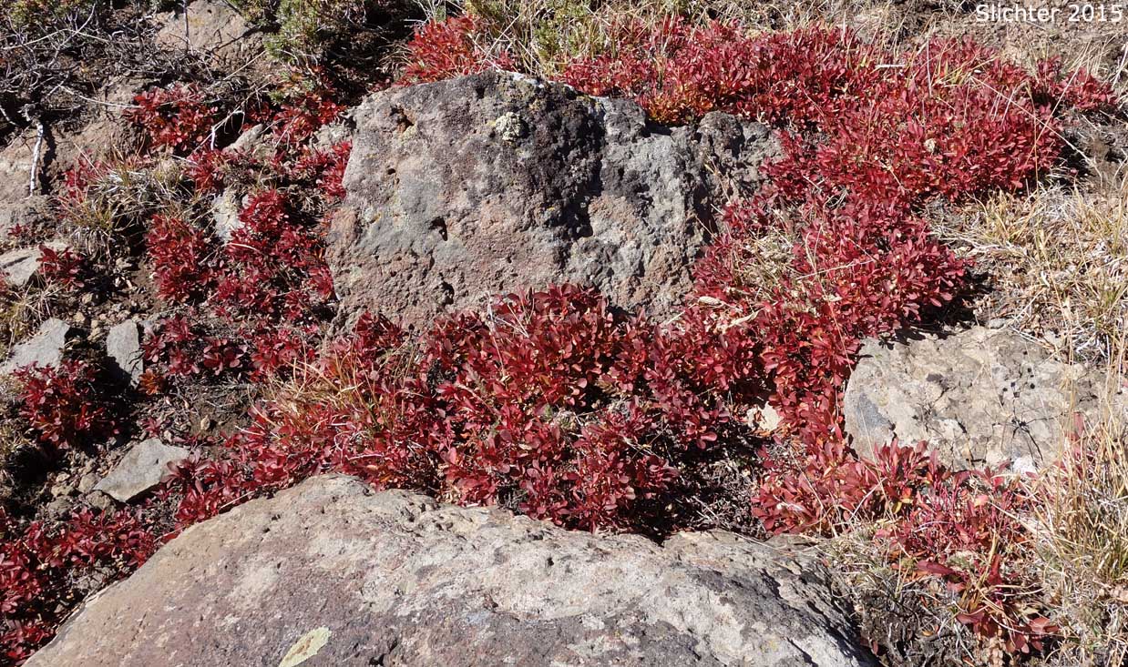 Fall foliage of Dwarf Bilberry, Dwarf Blueberry, Dwarf Huckleberry: Vaccinium cespitosum (Synonyms Vaccinium arbuscula, Vaccinium caespitosum, Vaccinium caespitosum var. arbuscula, Vaccinium caespitosum var. caespitosum, Vaccinium caespitosum var. paludicolia, Vaccinium cespitosum var. arbuscula, Vaccinium cespitosum var. cespitosum, Vaccinium cespitosum var. paludicola, Vaccinium nivictum)