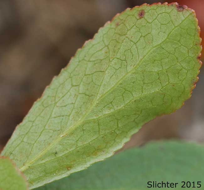 Ventral leaf surface of Blue-leaved Huckleberry, Cascade Huckleberry, Cascade Blueberry, Cascade Bilberry, Blueleaf Huckleberry, Rainier Blueberry: Vaccinium deliciosum