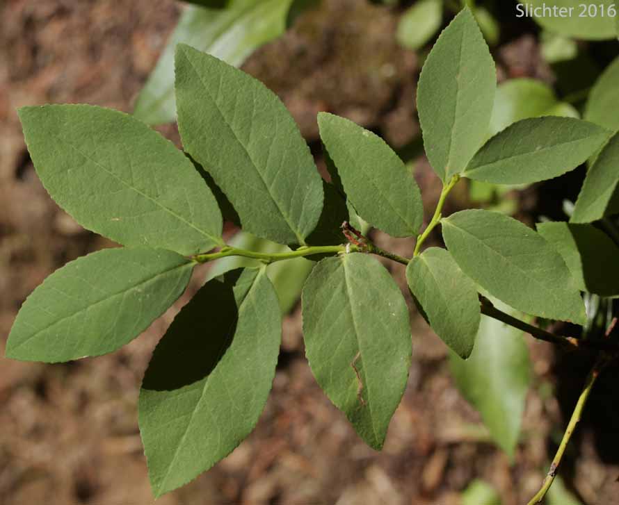 Thin-leaved Huckleberry, Big Huckleberry, Tall Huckleberry, Square-twig Blueberry: Vaccinium membranaceum (Synonyms: Vaccinium coccinium, Vaccinium globulare)