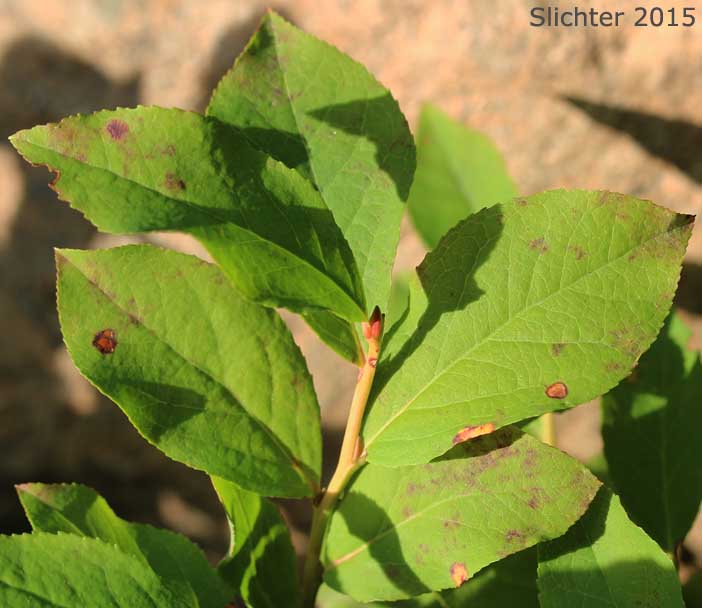Thin-leaved Huckleberry, Big Huckleberry, Tall Huckleberry, Square-twig Blueberry: Vaccinium membranaceum (Synonyms: Vaccinium coccinium, Vaccinium globulare)