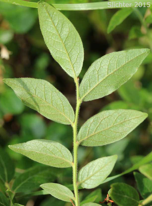 Ventral leaf surfaces of Velvet-leaf Huckleberry, Velvet-leaf blueberry: Vaccinium myrtilloides (Synonyms: Cyanococcus canadensis, Vaccinium angustifolium var. myrtilloides, Vaccinium canadense)