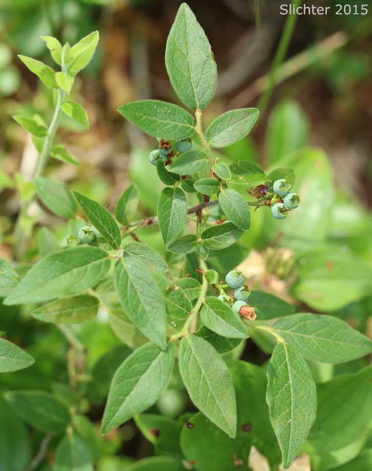 Leaves and berries of Velvet-leaf Huckleberry, Velvet-leaf blueberry: Vaccinium myrtilloides (Synonyms: Cyanococcus canadensis, Vaccinium angustifolium var. myrtilloides, Vaccinium canadense)