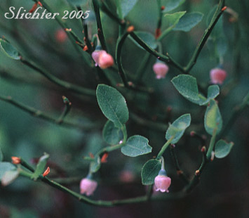 Dwarf Grouse-berry, Grouseberry, Grouse Whortleberry, Whortleberry: Vaccinium scoparium (Synonym: Oxycoccus palustris var. intermedium)
