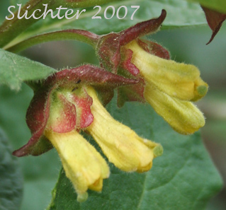 Twinberry: Lonicera involucrata var. involucrata