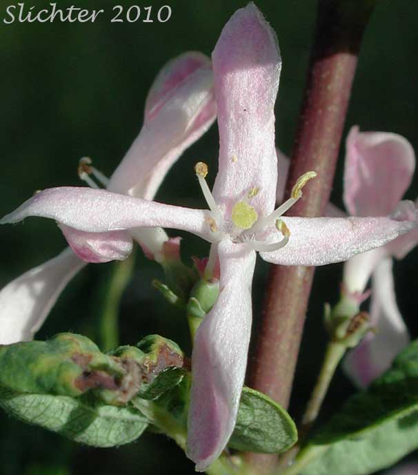 Close-up of a flower of Tatarian Honeysuckle: Lonicera tatarica (Synonyms: Lonicera siberica, Lonicera tatarica var. latifolia)