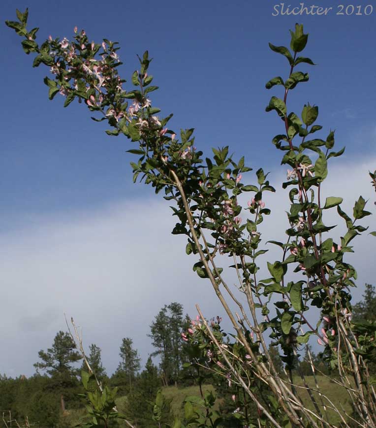 Tatarian Honeysuckle: Lonicera tatarica (Synonyms: Lonicera siberica, Lonicera tatarica var. latifolia)