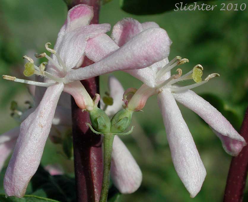Close-up of the flowers of Tatarian Honeysuckle: Lonicera tatarica (Synonyms: Lonicera siberica, Lonicera tatarica var. latifolia)