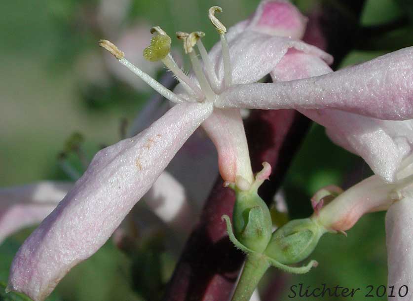 Close-up of a flower of Tatarian Honeysuckle: Lonicera tatarica (Synonyms: Lonicera siberica, Lonicera tatarica var. latifolia)