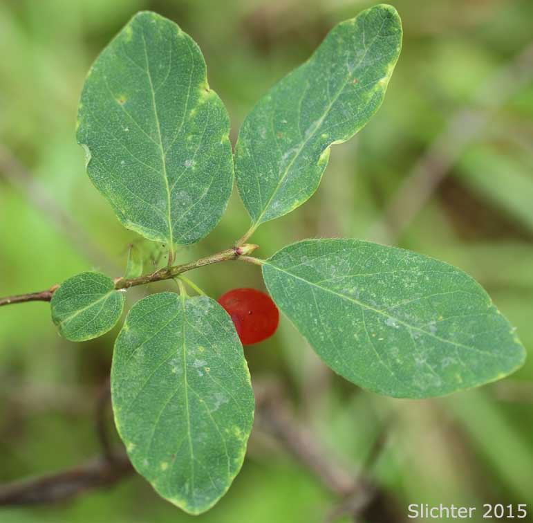Rocky Mountain Honeysuckle, Rocky Mt. Twinberry, Red Twinberry, Utah Honeysuckle: Lonicera utahensis (Synonym: Lonicera ebractulata)