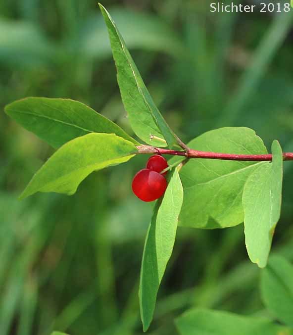 Maturing fruit on Rocky Mountain Honeysuckle, Rocky Mt. Twinberry, Red Twinberry, Utah Honeysuckle: Lonicera utahensis (Synonym: Lonicera ebractulata)