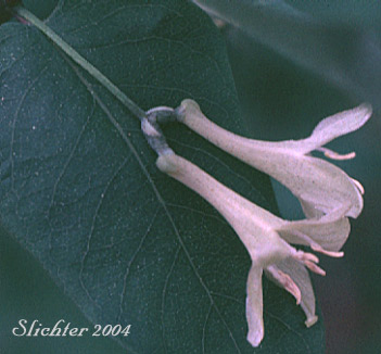 Paired flowers of Rocky Mountain Honeysuckle, Rocky Mt. Twinberry, Red Twinberry, Utah Honeysuckle: Lonicera utahensis (Synonym: Lonicera ebractulata)