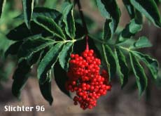 Red berries of the Coast Red Elderberry, Pacific Red Elderberry, Red Elderberry: Sambucus racemosa var. arborescens (Synonyms: Sambucus callicarpa, Sambucus microbotrys, Sambucus pubens, Sambucus pubens var. arborescens, Sambucus racemosa ssp. pubens, Sambucus racemosa ssp. pubens var. arborescens, Sambucus racemosa var. laciniata, Sambucus racemosa var. leucocarpa, Sambucus racemosa var. microbotrys, Sambucus racemosa var. pubens, Sambucus racemosa var. racemosa)