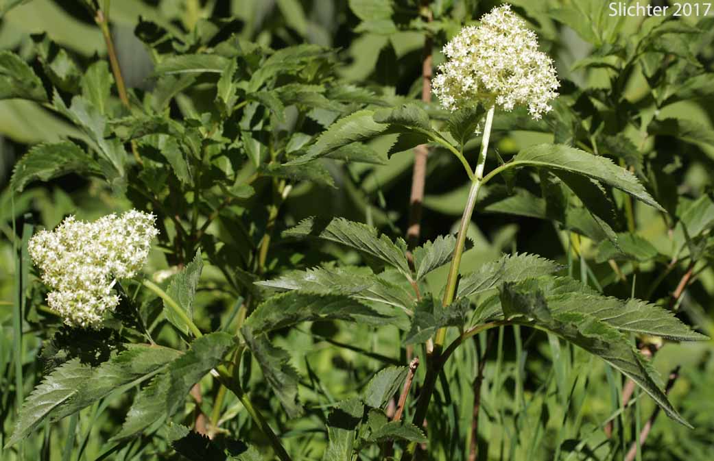 Black Elderberry, Rocky Mountain Elder: Sambucus racemosa var. melanocarpa (Synonyms: Sambucus melanocarpa, Sambucus racemosa ssp. pubens var. melanocarpa)