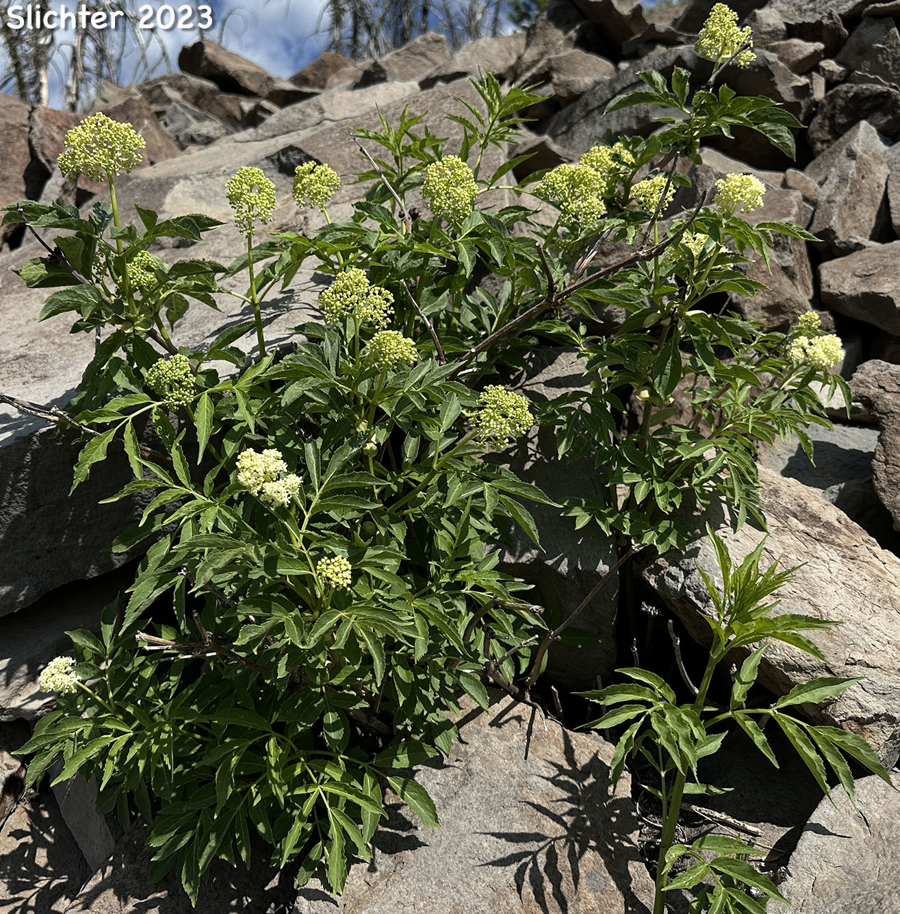 Black Elderberry, Rocky Mountain Elder: Sambucus racemosa var. melanocarpa (Synonyms: Sambucus melanocarpa, Sambucus racemosa ssp. pubens var. melanocarpa)