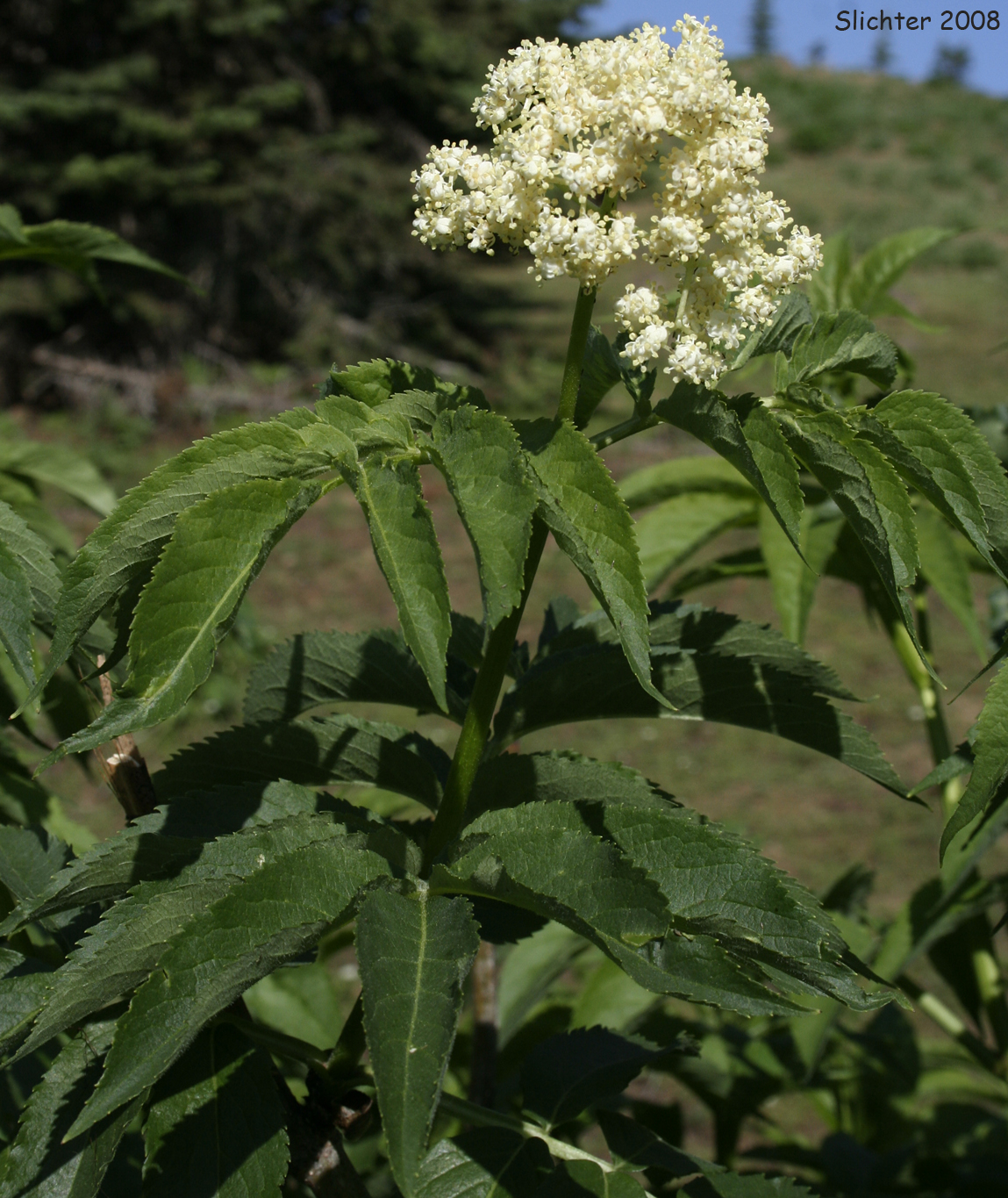 Black Elderberry, Rocky Mountain Elder: Sambucus racemosa var. melanocarpa (Synonyms: Sambucus melanocarpa, Sambucus racemosa ssp. pubens var. melanocarpa)