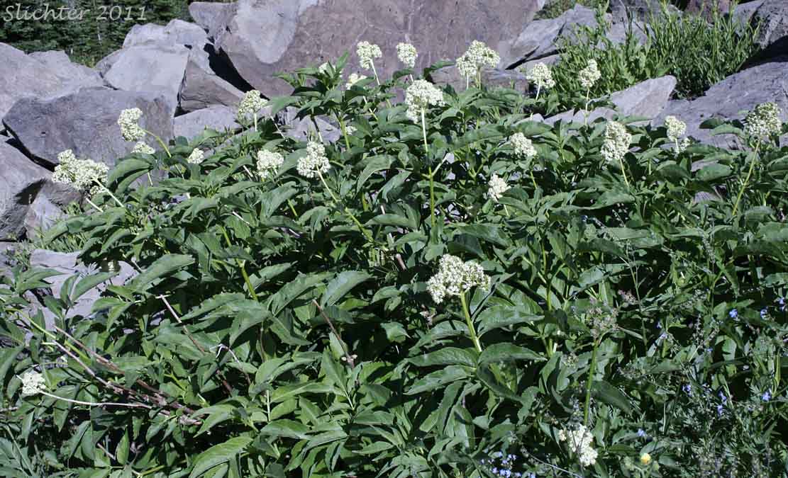 Black Elderberry, Rocky Mountain Elder: Sambucus racemosa var. melanocarpa (Synonyms: Sambucus melanocarpa, Sambucus racemosa ssp. pubens var. melanocarpa)