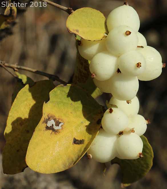Common Snowberry, Snowberry: Symphoricarpos albus var. laevigatus (Synonyms: Symphoricarpos albus ssp. laevigatus, Symphoricarpos rivularis)
