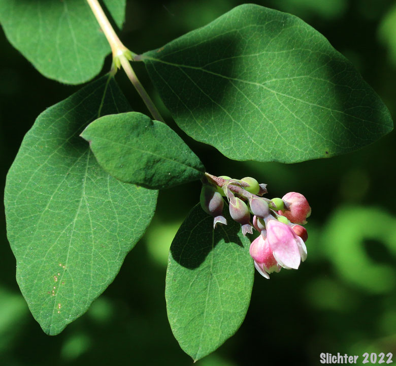 Common Snowberry, Snowberry: Symphoricarpos albus var. laevigatus (Synonyms: Symphoricarpos albus ssp. laevigatus, Symphoricarpos rivularis)