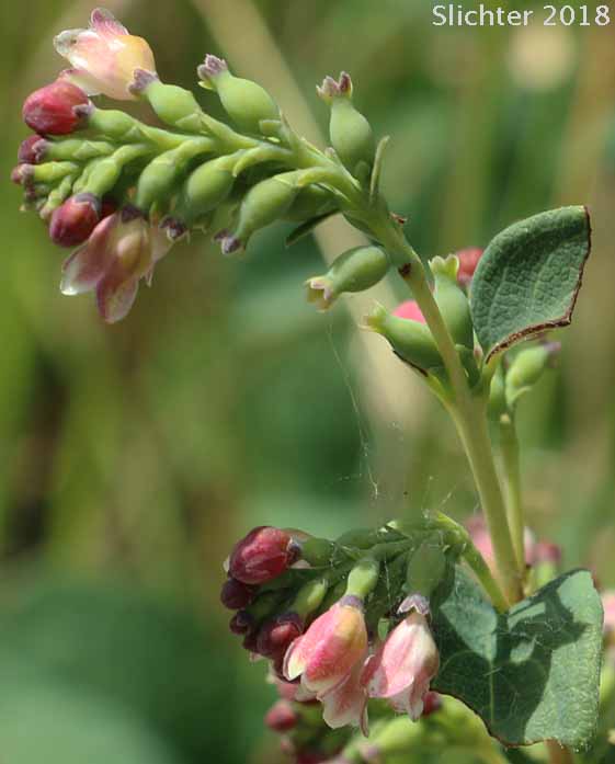 Inflorescence of Common Snowberry, Snowberry: Symphoricarpos albus var. laevigatus (Synonyms: Symphoricarpos albus ssp. laevigatus, Symphoricarpos rivularis)