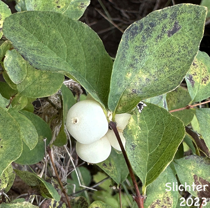 Fruits of Common Snowberry, Snowberry: Symphoricarpos albus var. laevigatus (Synonyms: Symphoricarpos albus ssp. laevigatus, Symphoricarpos rivularis)
