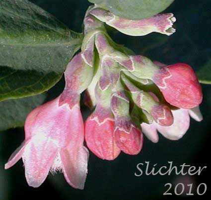 Flower cluster of Common Snowberry, Snowberry: Symphoricarpos albus var. laevigatus (Synonyms: Symphoricarpos albus ssp. laevigatus, Symphoricarpos rivularis)