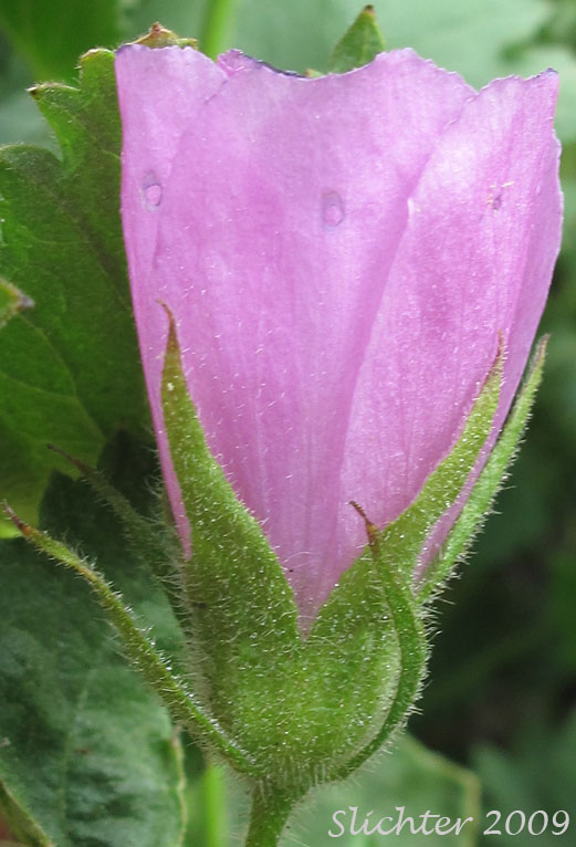 Flower of Long-sepal Globemallow, Longsepal Wild Hollyhock: Iliamna longisepala