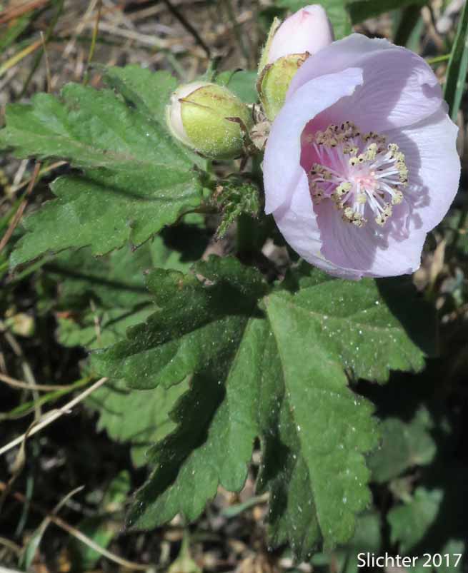 Streambank Globemallow, Streambank Globe-mallow, Streambank Wild Hollyhock, Mountain Hollyhock: Iliamna rivularis var. rivularis (Synonyms: Iliamna acerifolia, Iliamna corei, Iliamna remota, Iliamna rivularis, Phymosia remota, Sphaeralcea rivularis)