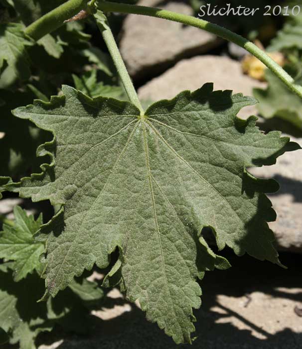 Stem leaf of Streambank Globemallow, Streambank Globe-mallow, Streambank Wild Hollyhock, Mountain Hollyhock: Iliamna rivularis var. rivularis (Synonyms: Iliamna acerifolia, Iliamna corei, Iliamna remota, Iliamna rivularis, Phymosia remota, Sphaeralcea rivularis)